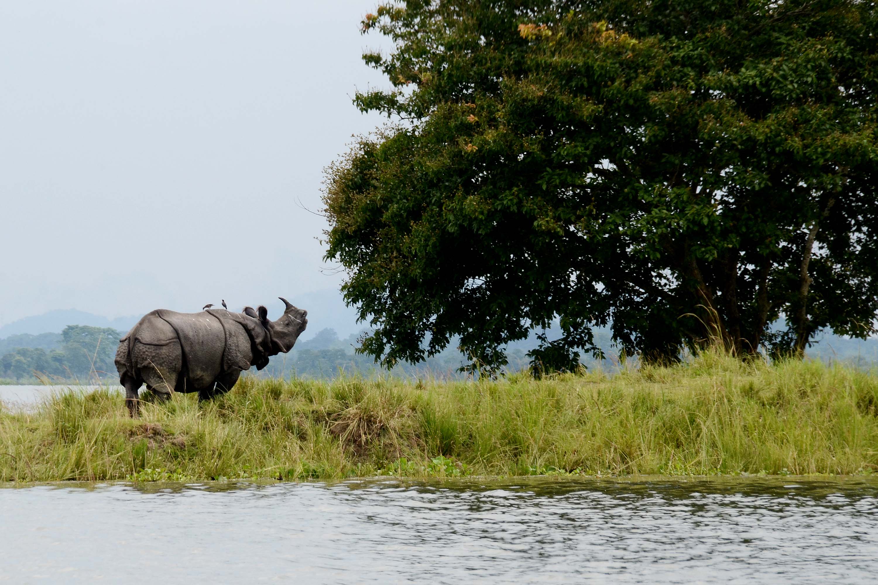 Beauty of Kaziranga National Park