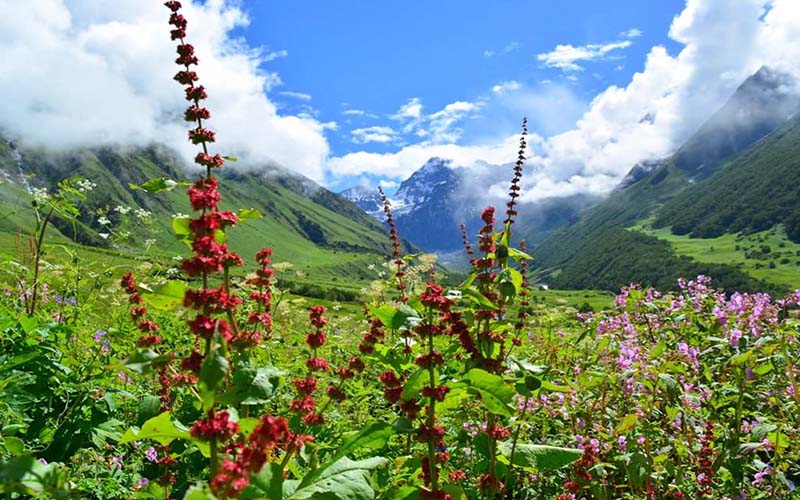 Valley Flowers